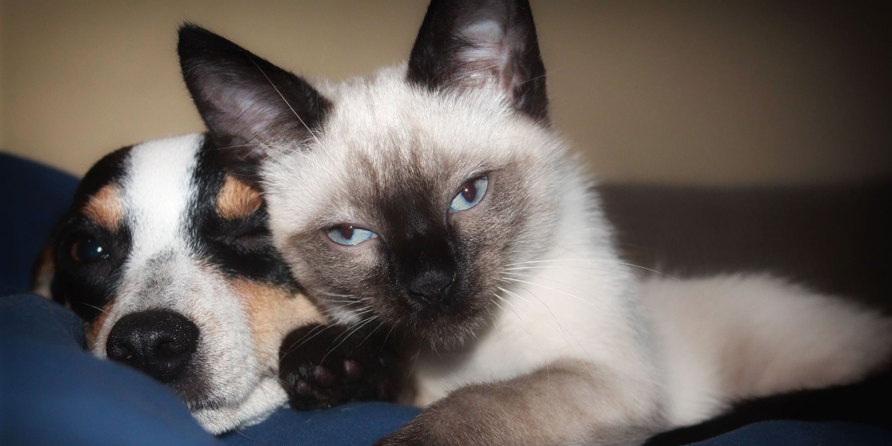 Who keeps the family pet after separation or divorce? Who keeps the family pet after separation or divorce?